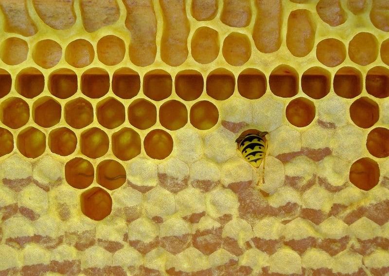 Beeswax Food Wraps